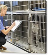 Vet Checking Dogs In Kennel Acrylic Print