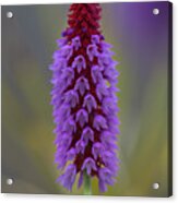 Vial's Primrose Acrylic Print