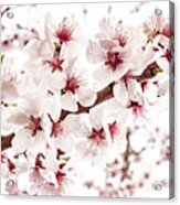 Vibrant Almond Blossoms In Springtime Acrylic Print