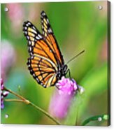 Viceroy Butterfly Acrylic Print