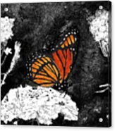 Viceroy Butterfly In Selective Color From Watercolor Batik Acrylic Print