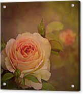 Victorian Rose Ii Acrylic Print