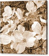 View Beyond Dogwood-flowering Dogwood Sepia Tone Acrylic Print