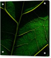 View Of A Leaf's Veins. Acrylic Print