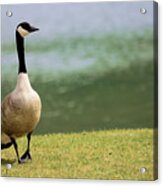 Vigilant Canada Goose Acrylic Print