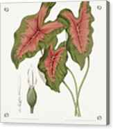 Vintage Botanical Illustrations -  Elephant Ear Acrylic Print