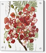 Vintage Botanical Illustrations - Royal Poinciana Tree Acrylic Print