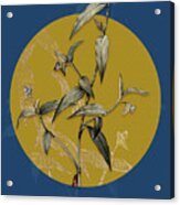 Vintage Botanical Tagblume On Circle Yellow On Blue Acrylic Print