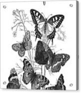 Vintage Butterflies Acrylic Print