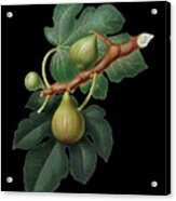 Vintage Fig Botanical Art On Solid Black N.0295 Acrylic Print