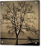 Vintage Vignette Version Of Tree By The Delaware Acrylic Print