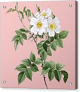 Vintage White Rosebush Botanical Illustration On Pink Acrylic Print