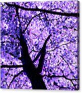Violet Funky Tree Acrylic Print
