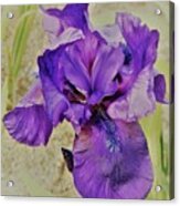 Violet Iris Secondo Tono Acrylic Print