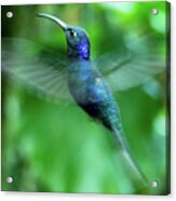 Violet Sawbrewing Hummingbird Acrylic Print