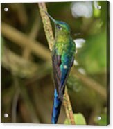 Violet-tailed Sylph Male Acrylic Print