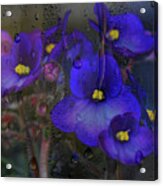 Violets In A Window Acrylic Print