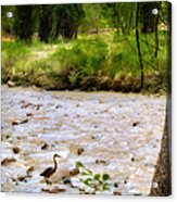 Virgin River Walk Acrylic Print