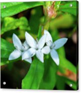 Virginia Buttonweed Or Buttonweed Dfl1289 Acrylic Print