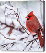 Virginia Cardinal On A Snowy Day Acrylic Print