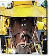 Viva Mexico Collection - Horse Izamal Yellow City Acrylic Print