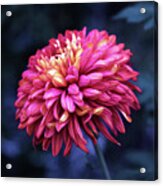 Moonlight Chrysanthemum Acrylic Print