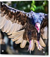 Vulture Coming In Hot Acrylic Print