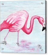 Wading Flamingo Acrylic Print