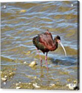 Wading In The Shallows Acrylic Print