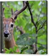 Warily Watching-white-tailed Deer Acrylic Print