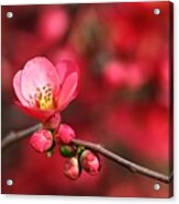 Warmth Of Flowering Quince Acrylic Print