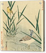 Water Bird Looking At Yellow Songbird Acrylic Print