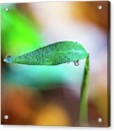 Water Drops On Leaf Acrylic Print