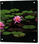 Water Lilies 9 Acrylic Print