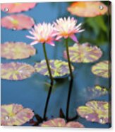 Water Lilies Reflection Acrylic Print