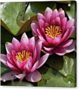 Water Lily In Bloom Acrylic Print