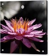 Water Lily In The Spotlight Acrylic Print