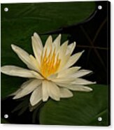 Water Lily On Pad Acrylic Print