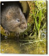 Water Vole Looking Out Of A Pipe Acrylic Print