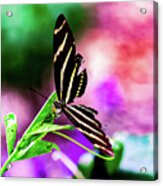 Watercolor Butterfly Acrylic Print