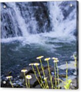 Waterfall Daisies Acrylic Print