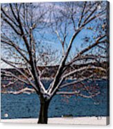 Waterfront Frosting Acrylic Print