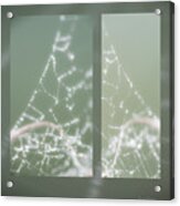 Web With Dew Acrylic Print