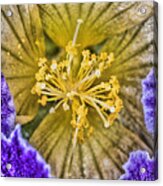 Weeds Are Flowers Too Acrylic Print