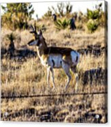 West Texas Pronghorn 001085 Acrylic Print