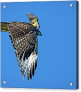 Western Kingbird Vs Red Tailed Hawk 4 Acrylic Print