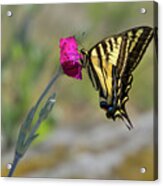 Western Tiger Swallowtail On Rose Campion Flower #4 Acrylic Print