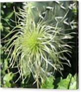 Western White Clematis Acrylic Print