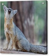 What Does The Fox Say? Acrylic Print