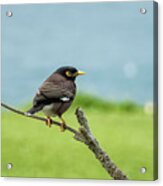 What's Common About A Common Myna Acrylic Print